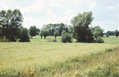 Landwirtschaftliche Nutzfläche in der Altmark